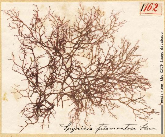 Spyridia filamentosa_162.jpg